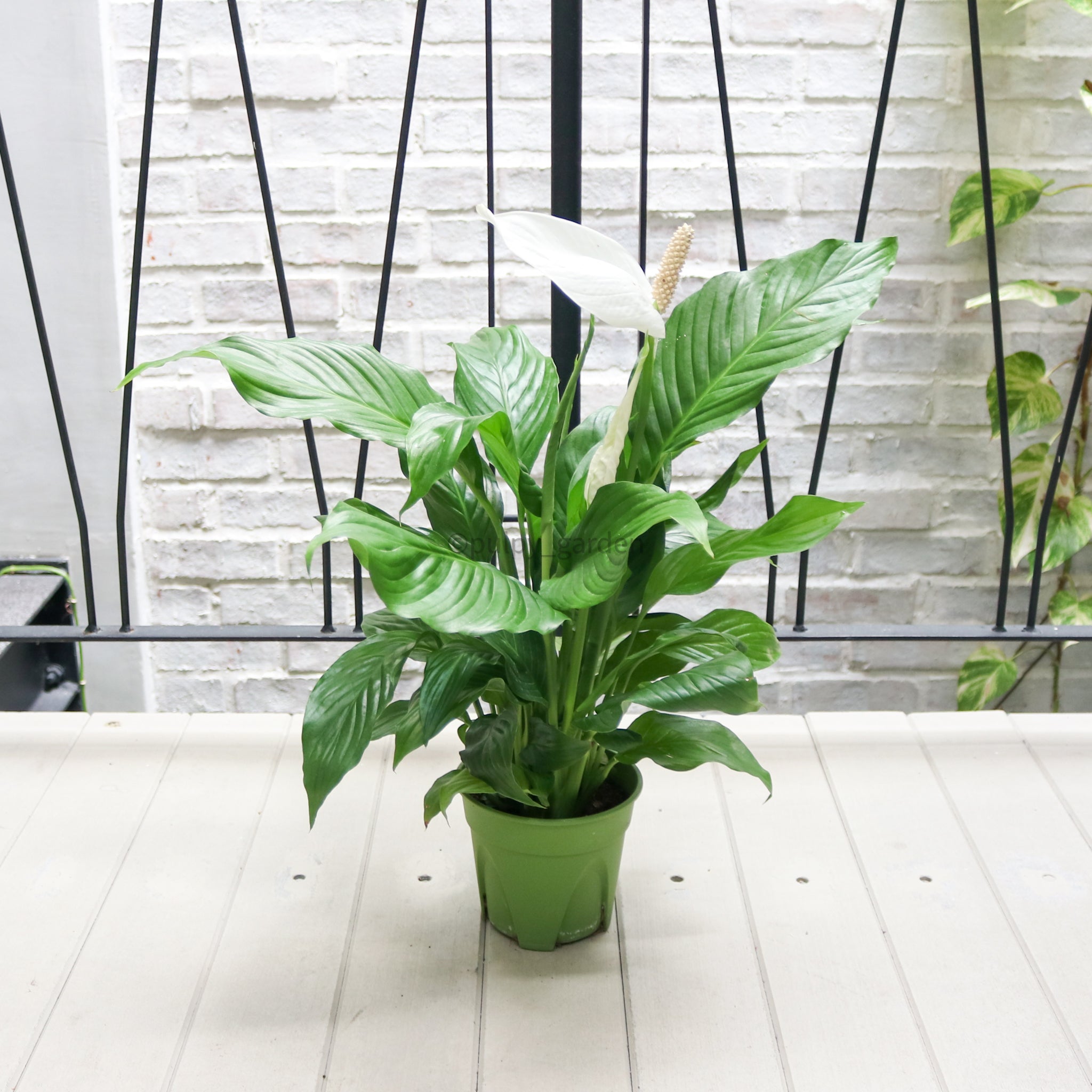 peace lily nursery Peace Lily in Nursery Grow Pot – Pulpy Garden