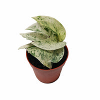 Marble Queen Pothos in Nursery Grow Pot (Small)