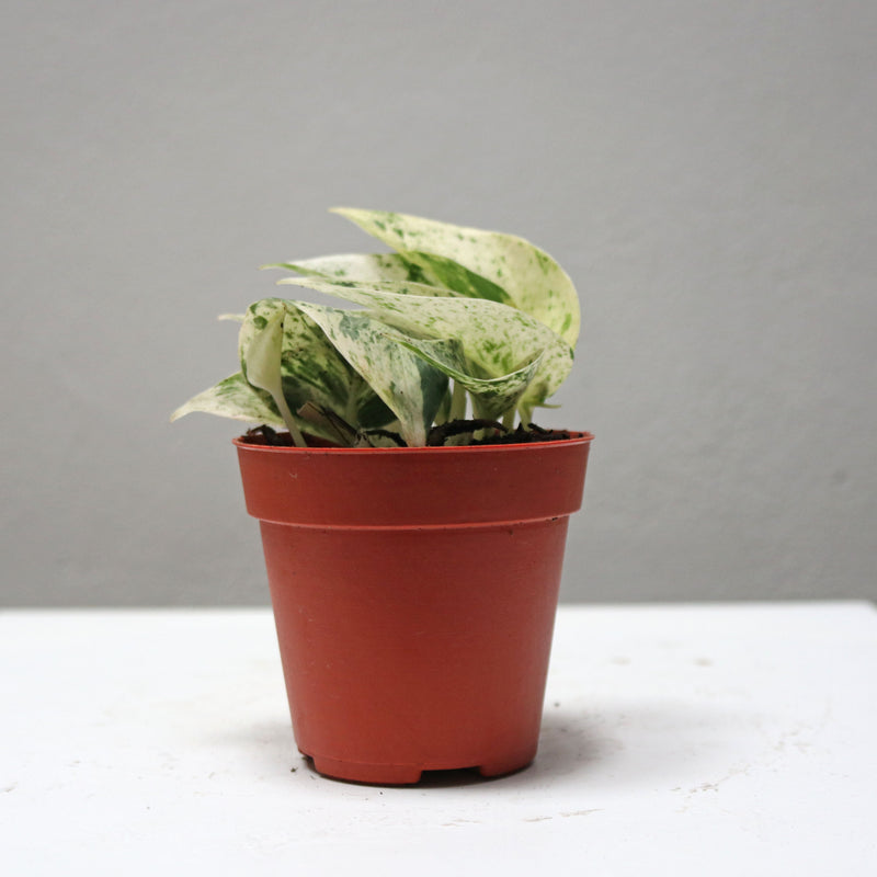 Marble Queen Pothos in Nursery Grow Pot (Small)