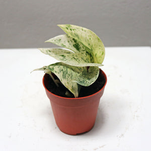 Marble Queen Pothos in Nursery Grow Pot (Small)