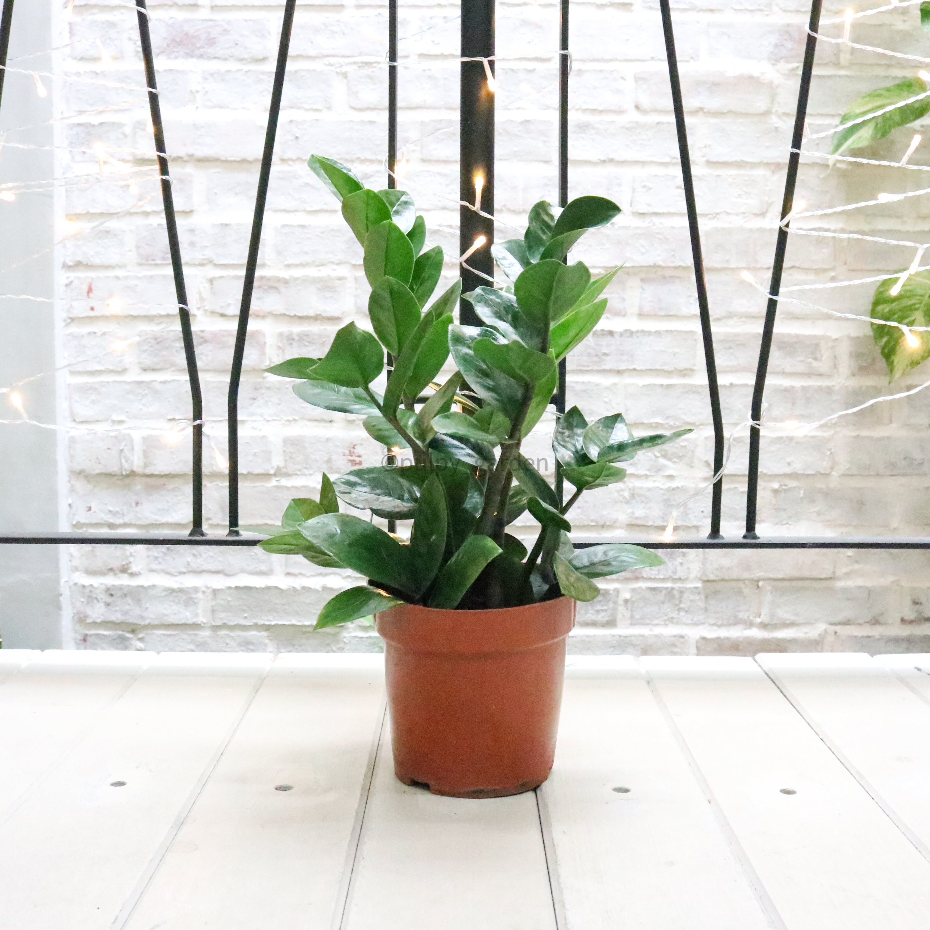 ZZ Plant aka jin qian shu (金钱树) in Nursery Grow Pot – Pulpy Garden
