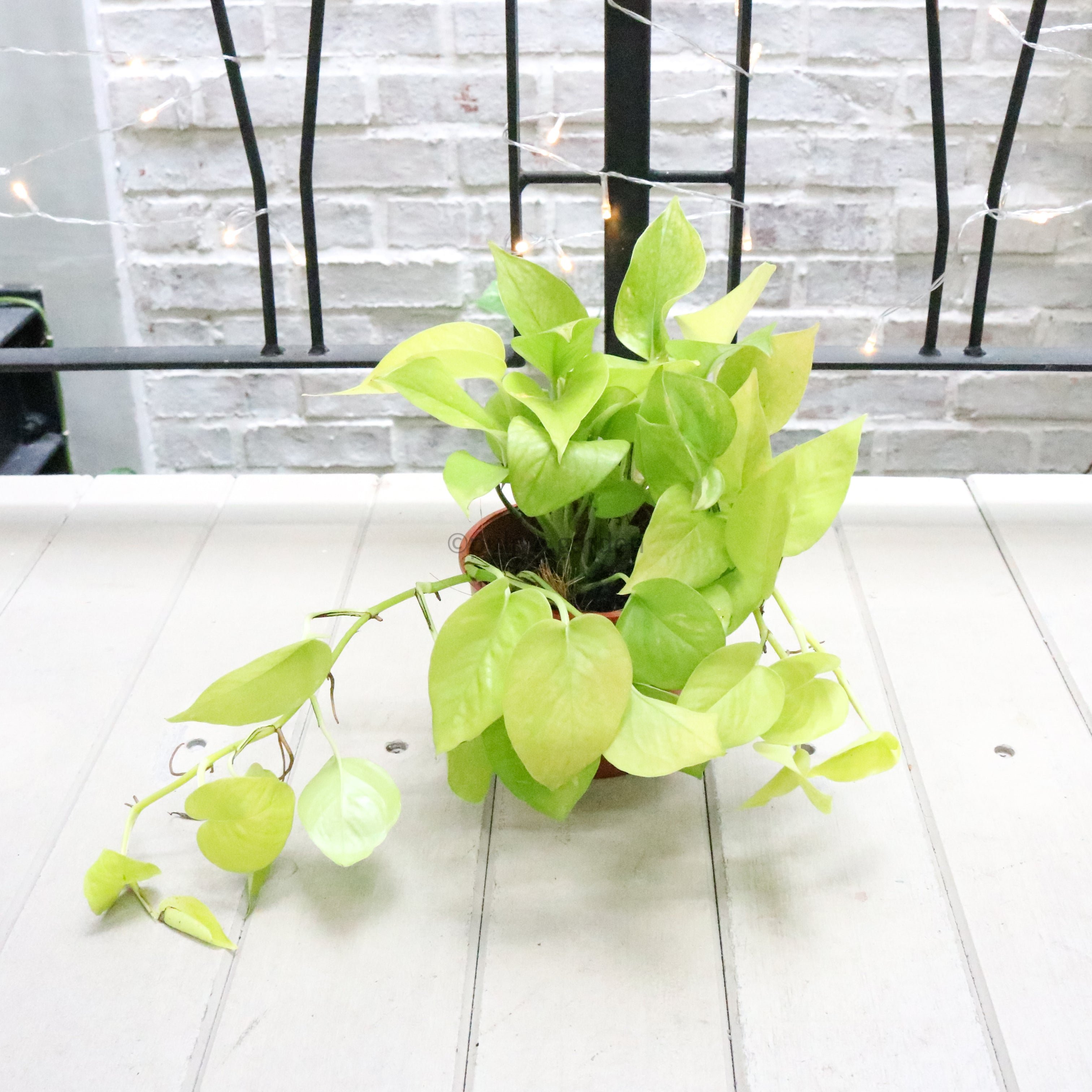 neon money plant Neon Pothos (Money Plant) in Nursery Grow Pot – Pulpy Garden