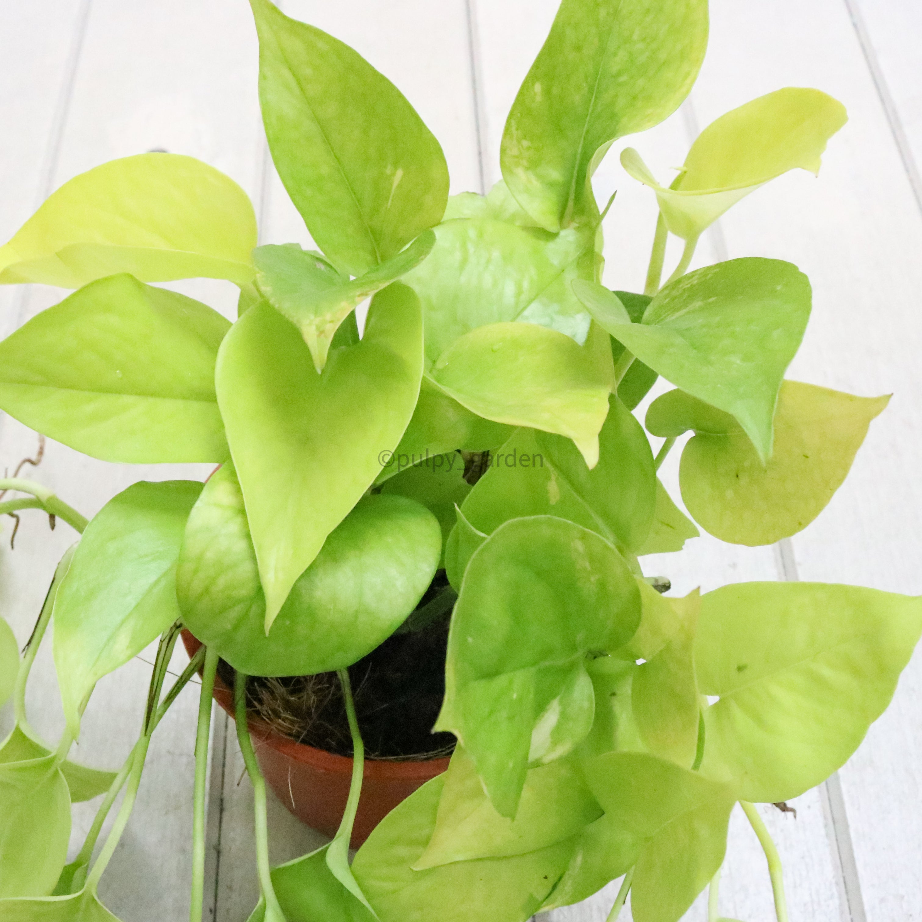 neon pothos money plant Neon Pothos (Money Plant) in Nursery Grow Pot – Pulpy Garden