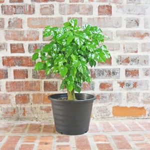Large China Doll Plant (60cm) in Nursery Grow Pot