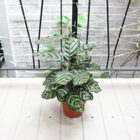 Calathea Makoyana in Nursery Grow Pot