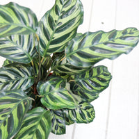 Calathea Makoyana in Nursery Grow Pot