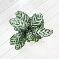 Calathea Makoyana in Nursery Grow Pot