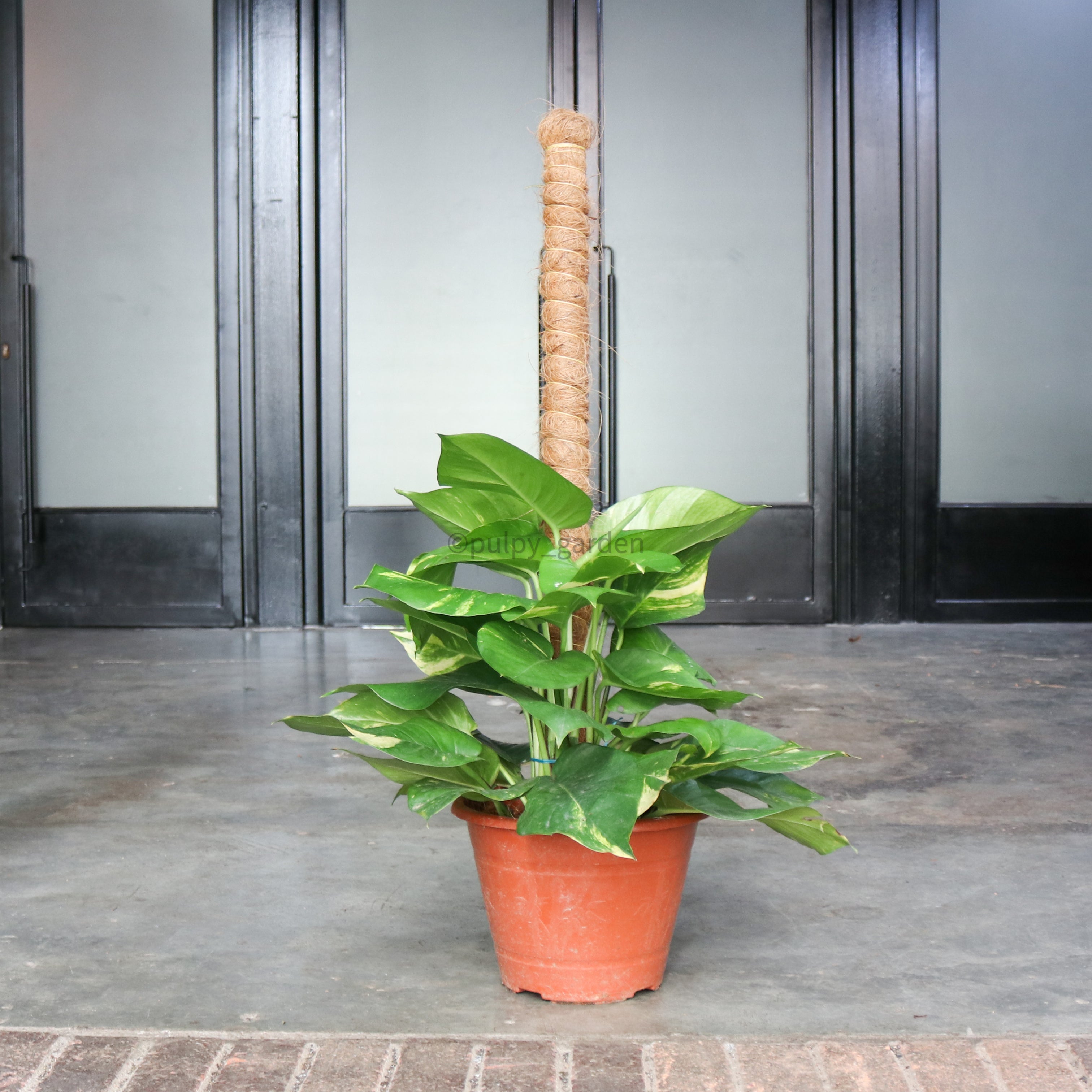 money plant in red pot Large Money Plant (90cm) in Nursery Grow Pot – Pulpy Garden