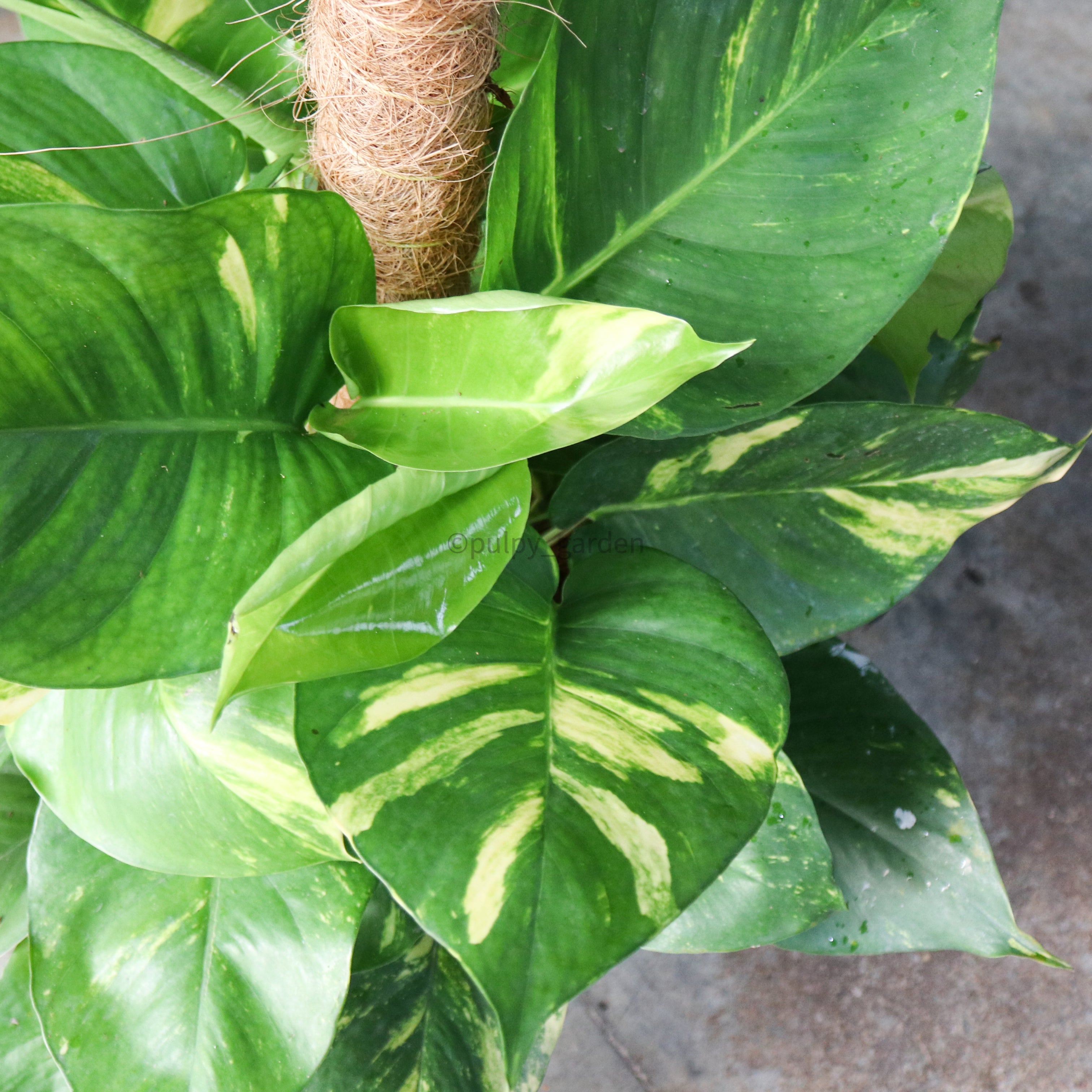 large money plant Large Money Plant (90cm) in Nursery Grow Pot – Pulpy Garden