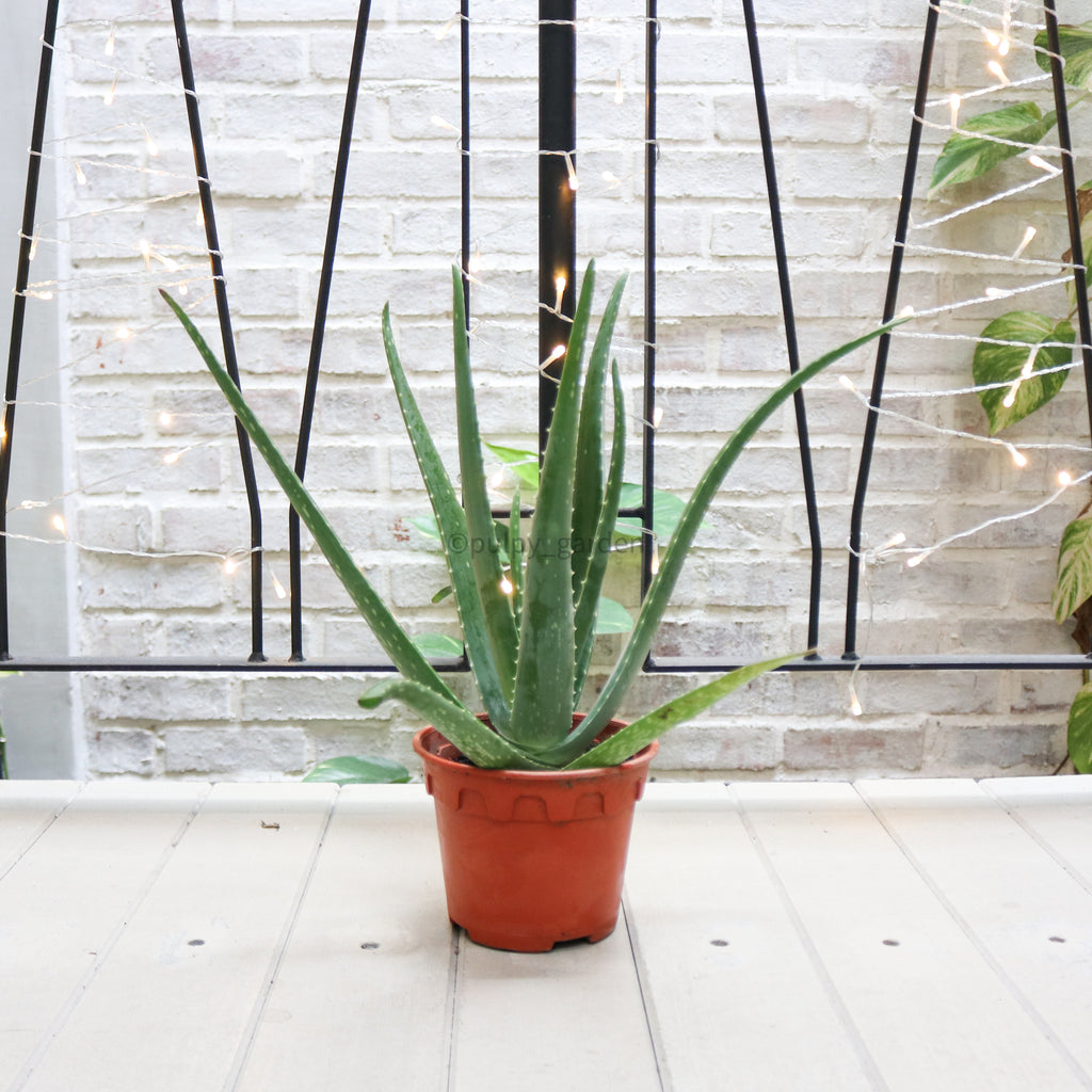 Aloe vera in Nursery Grow Pot