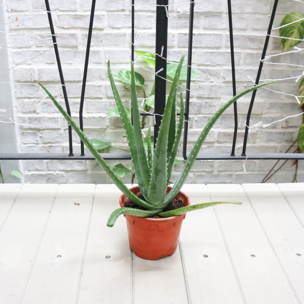 Aloe vera in Nursery Grow Pot