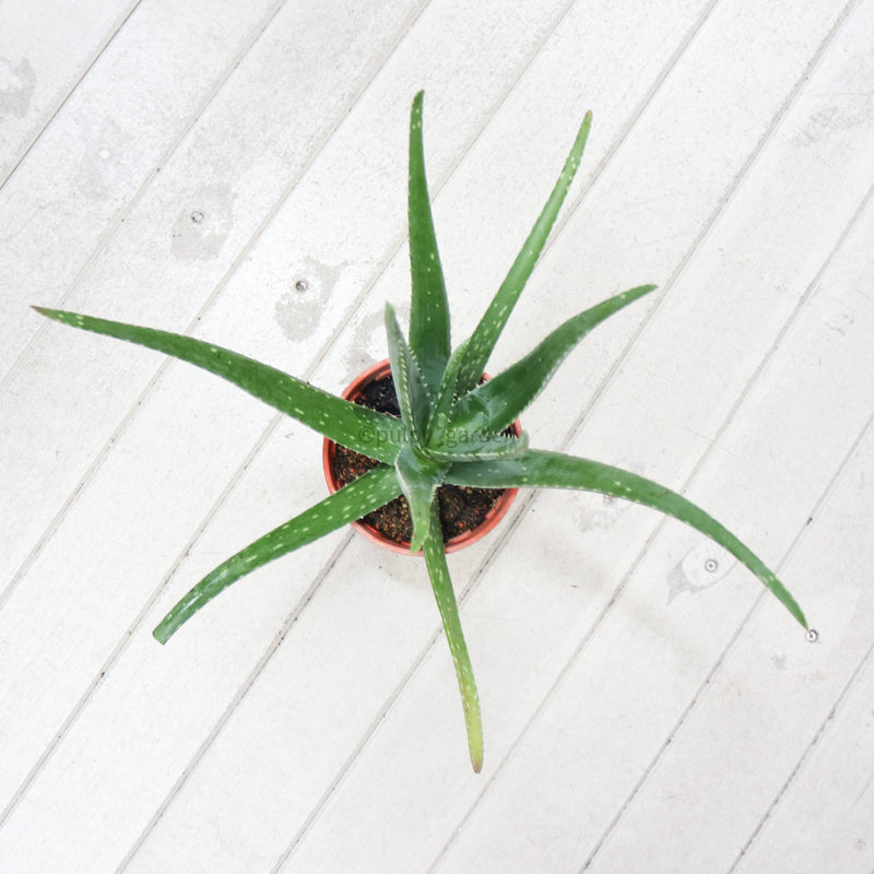 Aloe vera in Nursery Grow Pot
