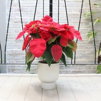 Poinsettia Plant (CHRISTMAS FLOWER) in Nursery Grow Pot