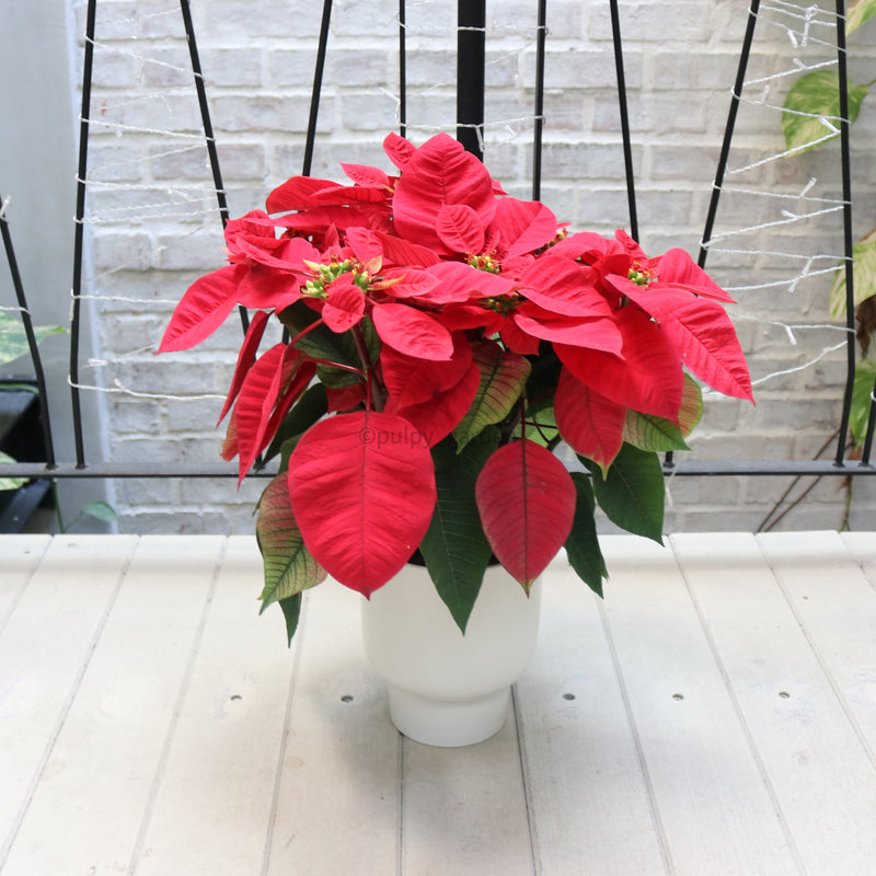 Poinsettia Plant (CHRISTMAS FLOWER) in Nursery Grow Pot