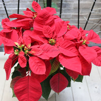 Poinsettia Plant (CHRISTMAS FLOWER) in Nursery Grow Pot