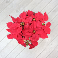 Poinsettia Plant (CHRISTMAS FLOWER) in Nursery Grow Pot