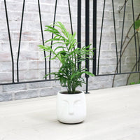 Chamaedorea elegans in Serene Face Planter