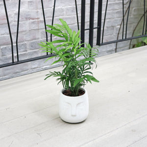 Chamaedorea elegans in Serene Face Planter