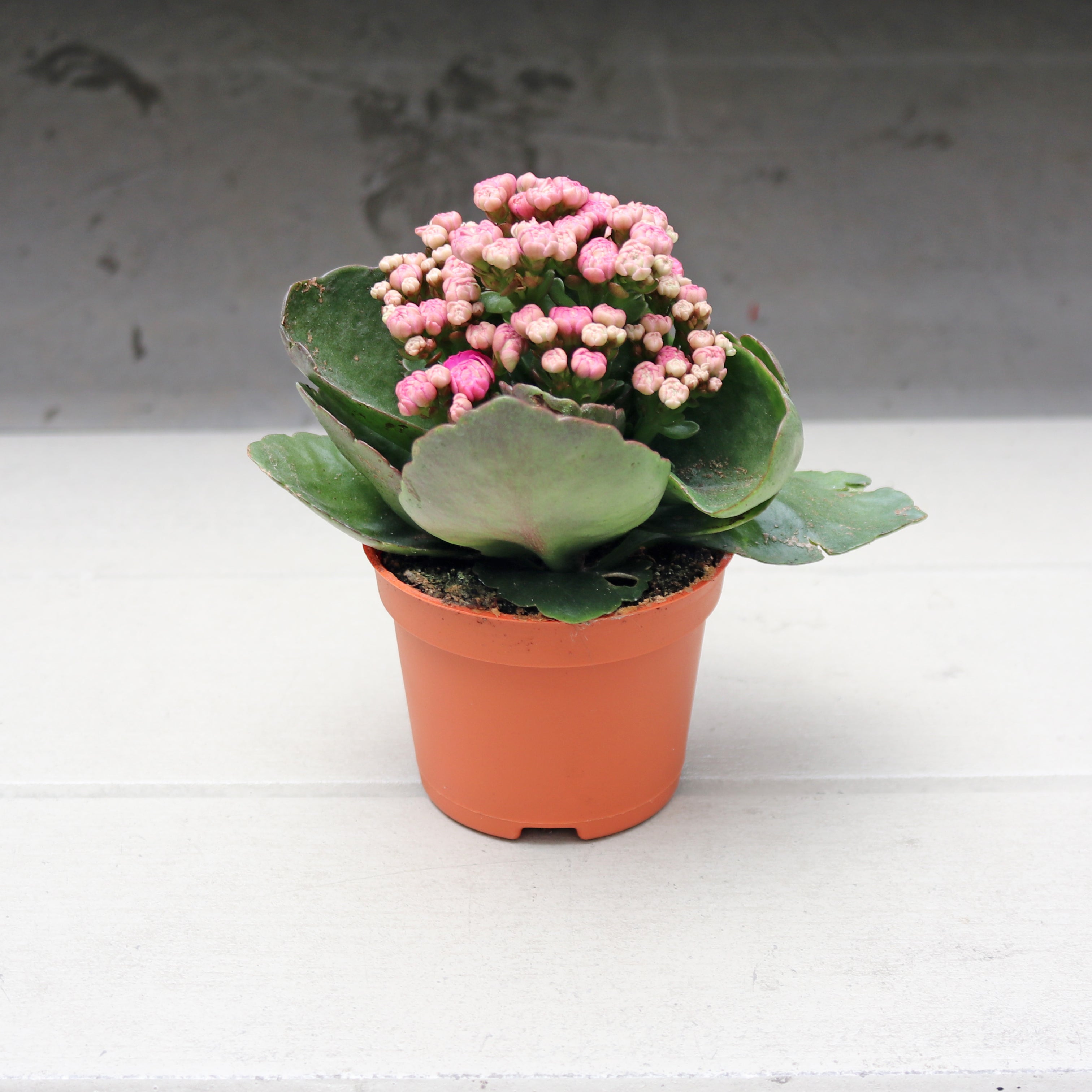 succulent kalanchoe blossfeldiana Kalanchoe Blossfeldiana Plant in Nursery Grow Pot (Random Colors) – Pulpy Garden