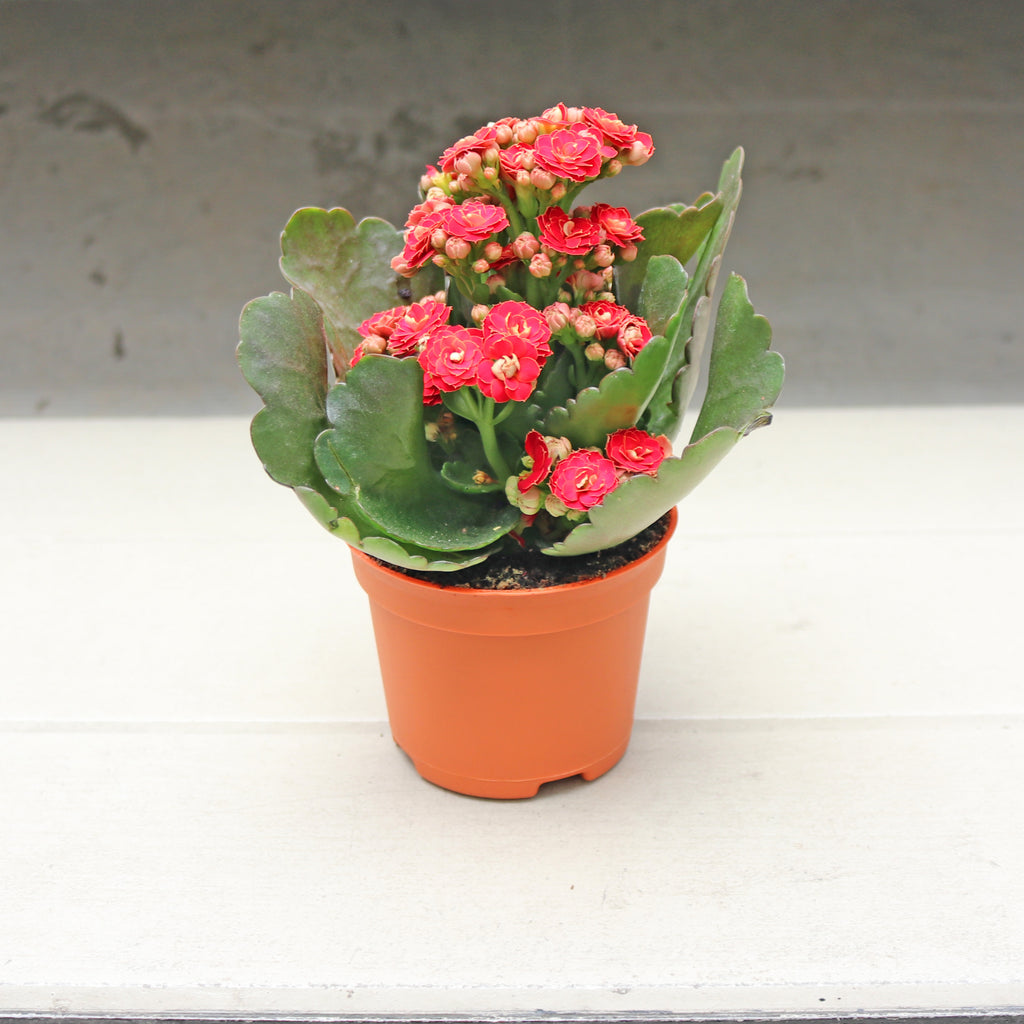 Kalanchoe Blossfeldiana Plant in Nursery Grow Pot (Random Colors)