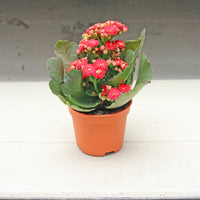 Kalanchoe Blossfeldiana Plant in Nursery Grow Pot (Random Colors)