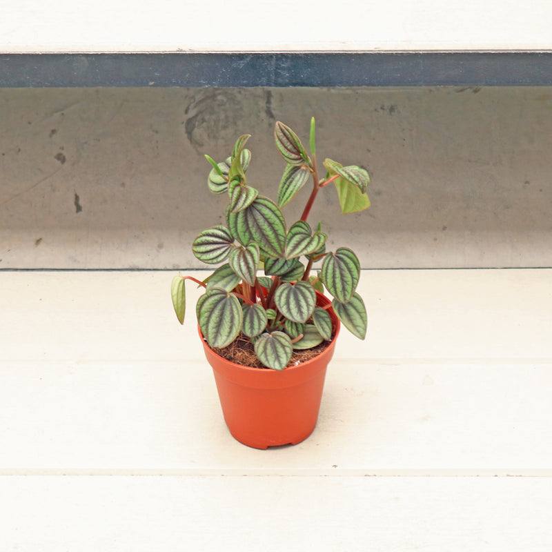 Peperomia caperata 'Silver Ripple’ in Nursery Grow Pot