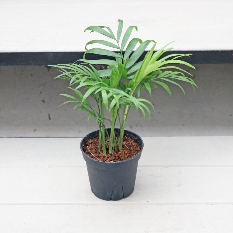 Chamaedorea elegans in Nursery Grow Pot