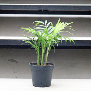 Chamaedorea elegans in Nursery Grow Pot