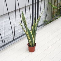 Sansevieria trifasciata Laurentii (65cm) - ‘Mother-in-law’s Tongue’ in Nursery Grow Pot