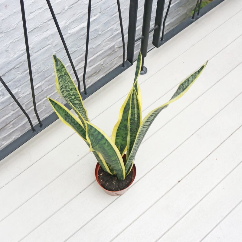 Sansevieria trifasciata Laurentii (65cm) - ‘Mother-in-law’s Tongue’ in Nursery Grow Pot