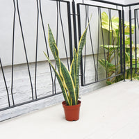 Sansevieria trifasciata Laurentii (65cm) - ‘Mother-in-law’s Tongue’ in Nursery Grow Pot