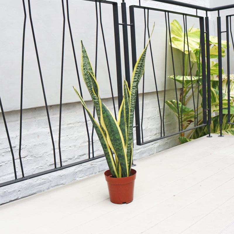 Sansevieria trifasciata Laurentii (65cm) - ‘Mother-in-law’s Tongue’ in Nursery Grow Pot