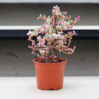 Pink Jade Plant in Nursery Grow Pot (树马齿苋)