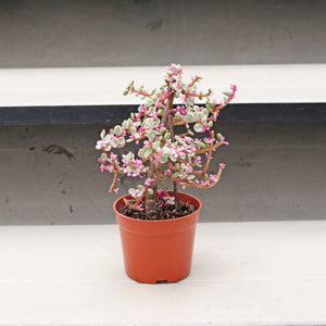 Pink Jade Plant in Nursery Grow Pot (树马齿苋)