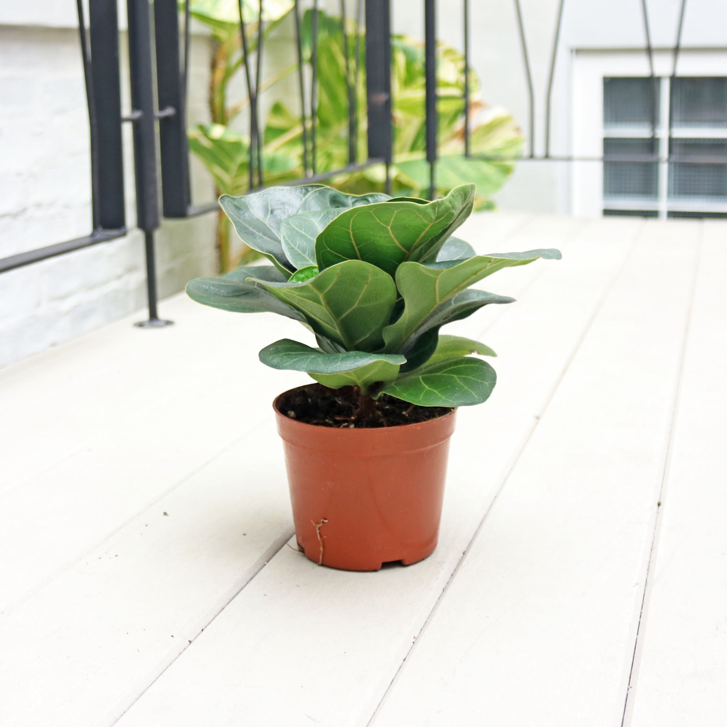 dwarf fiddle leaf fig Ficus Lyrata