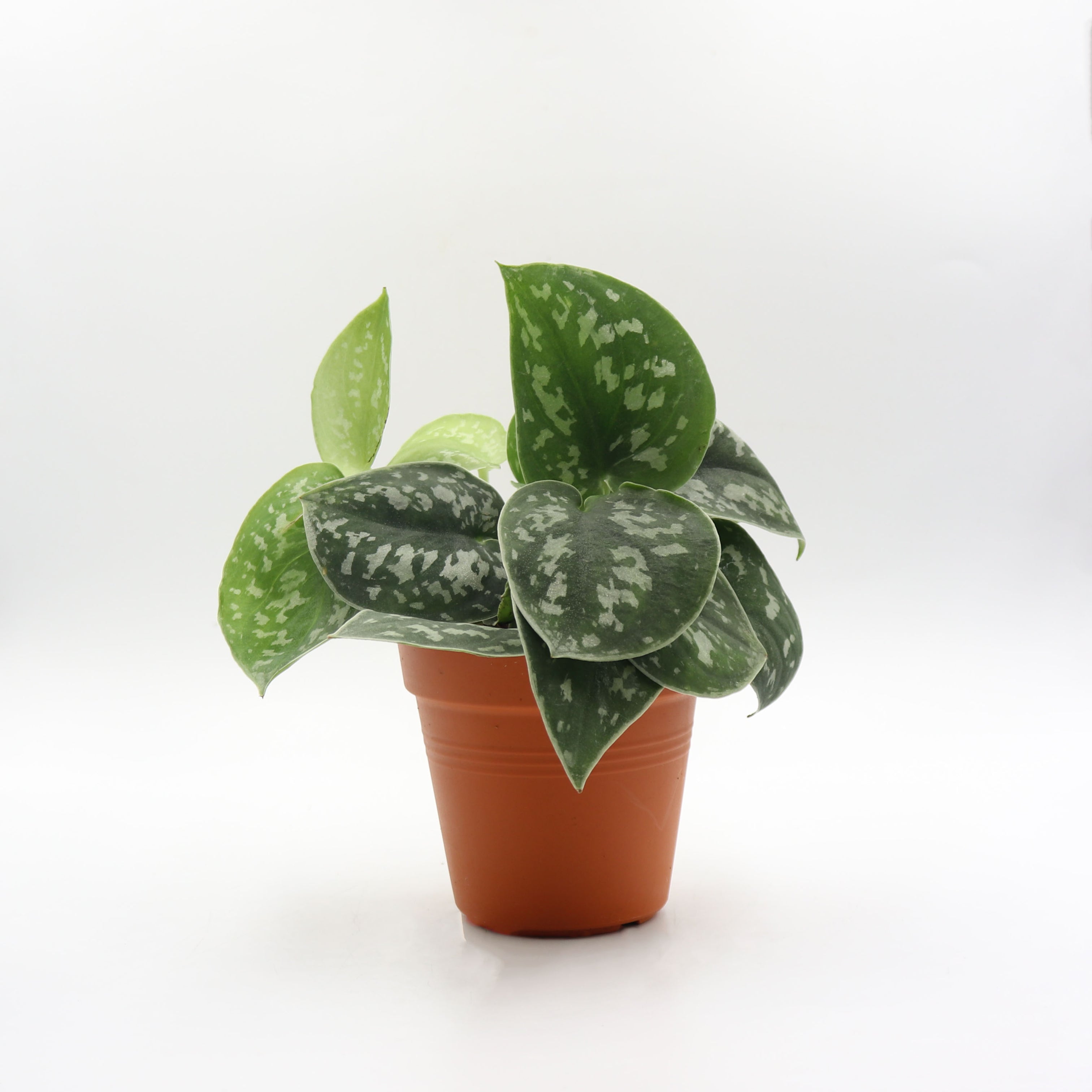 Scindapsus pictus 'silver pothos' in Nursery Grow Pot – Pulpy Garden