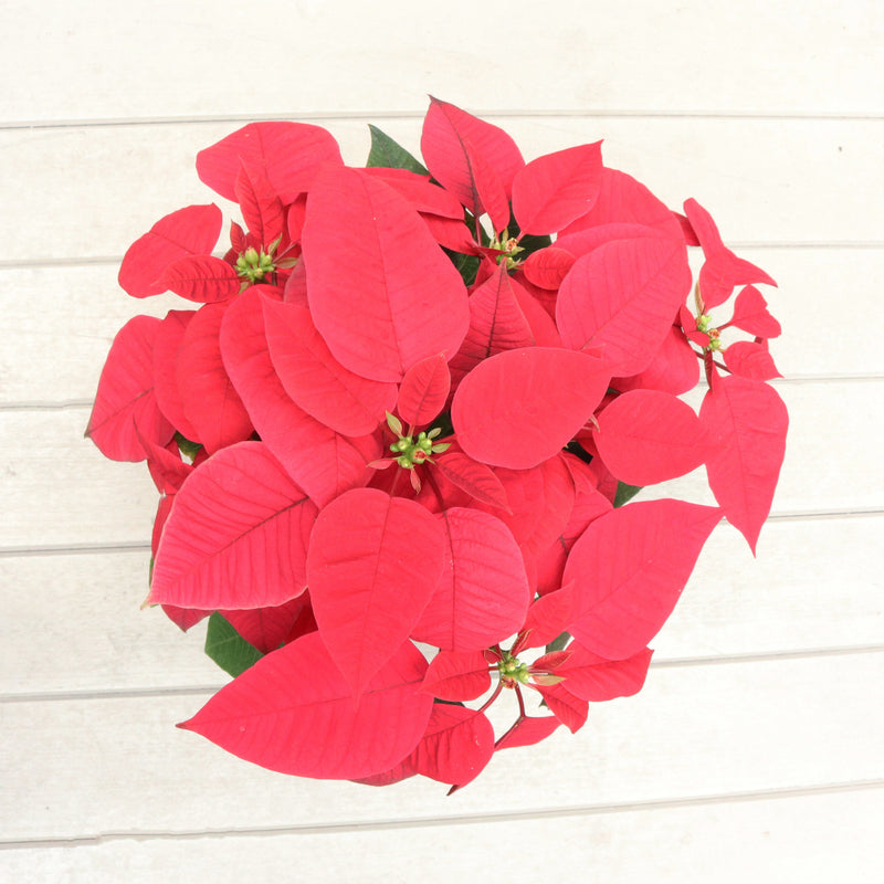 Poinsettia Plant (CHRISTMAS FLOWER) in Nursery Grow Pot