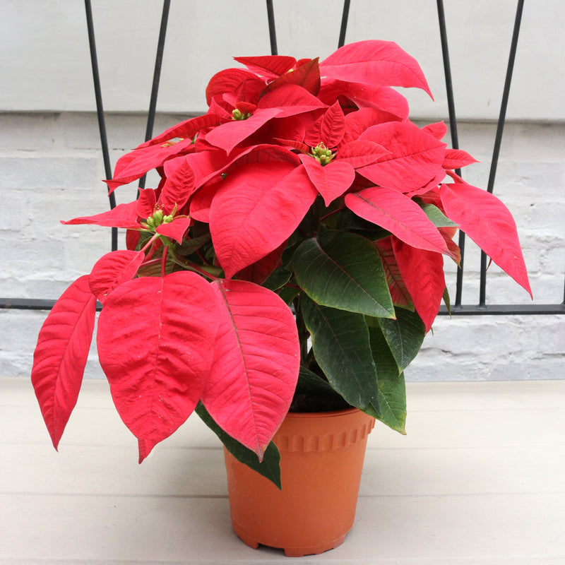 Poinsettia Plant (CHRISTMAS FLOWER) in Nursery Grow Pot