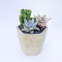 Pulpy Hexy Planter