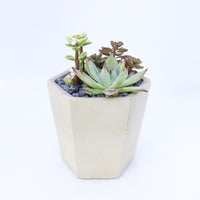 Pulpy Hexy Planter