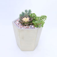 Pulpy Hexy Planter