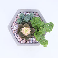 Pulpy Hexy Planter