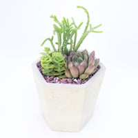 Pulpy Hexy Planter