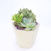 Pulpy Hexy Planter