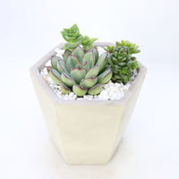 Pulpy Hexy Planter