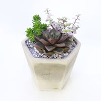 Pulpy Hexy Planter