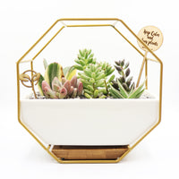 Pulpy Wall-Geo Planter Gold