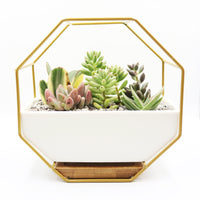 Pulpy Wall-Geo Planter Gold