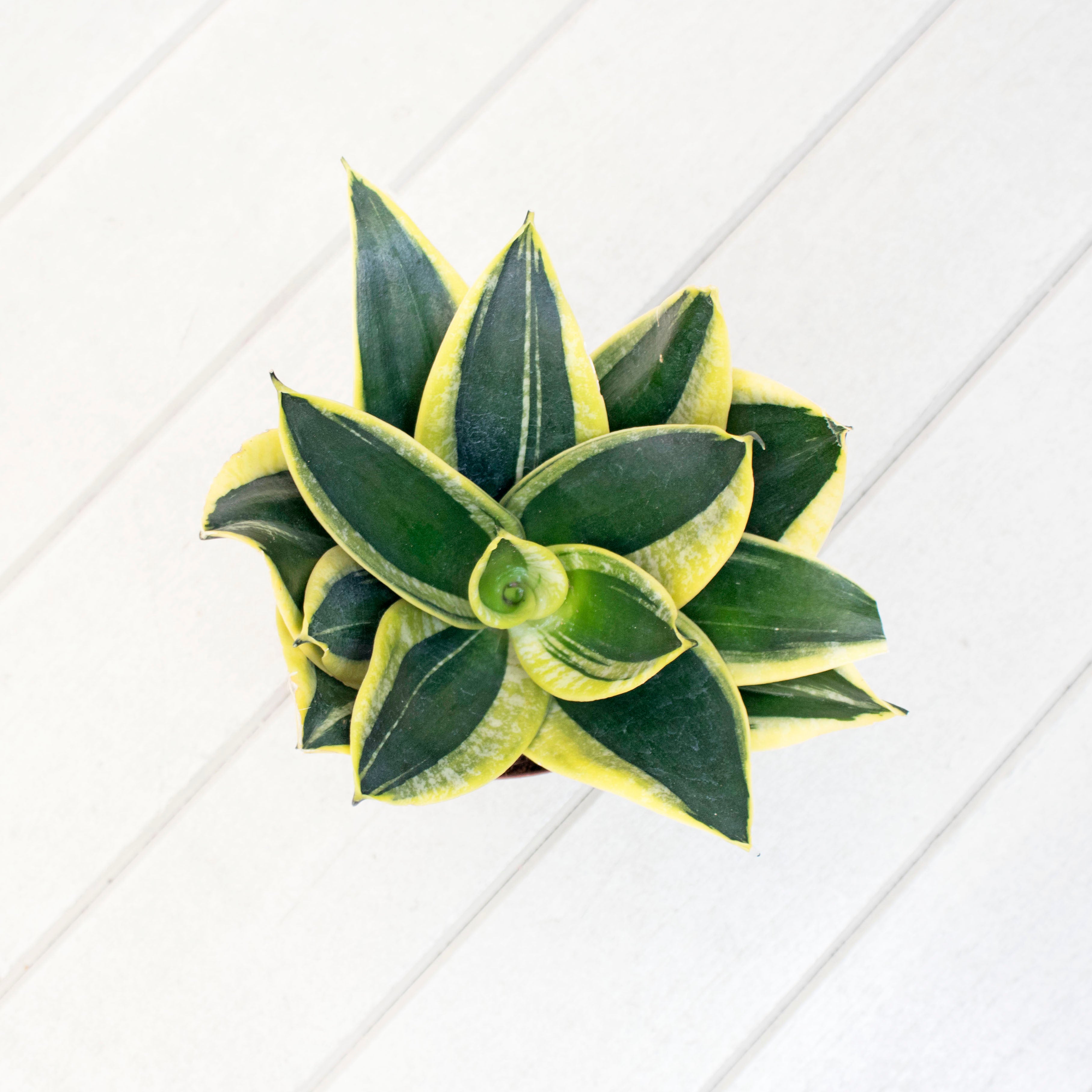 Sansevieria Trifasciata Golden Black (M) in Nursery Grow Pot