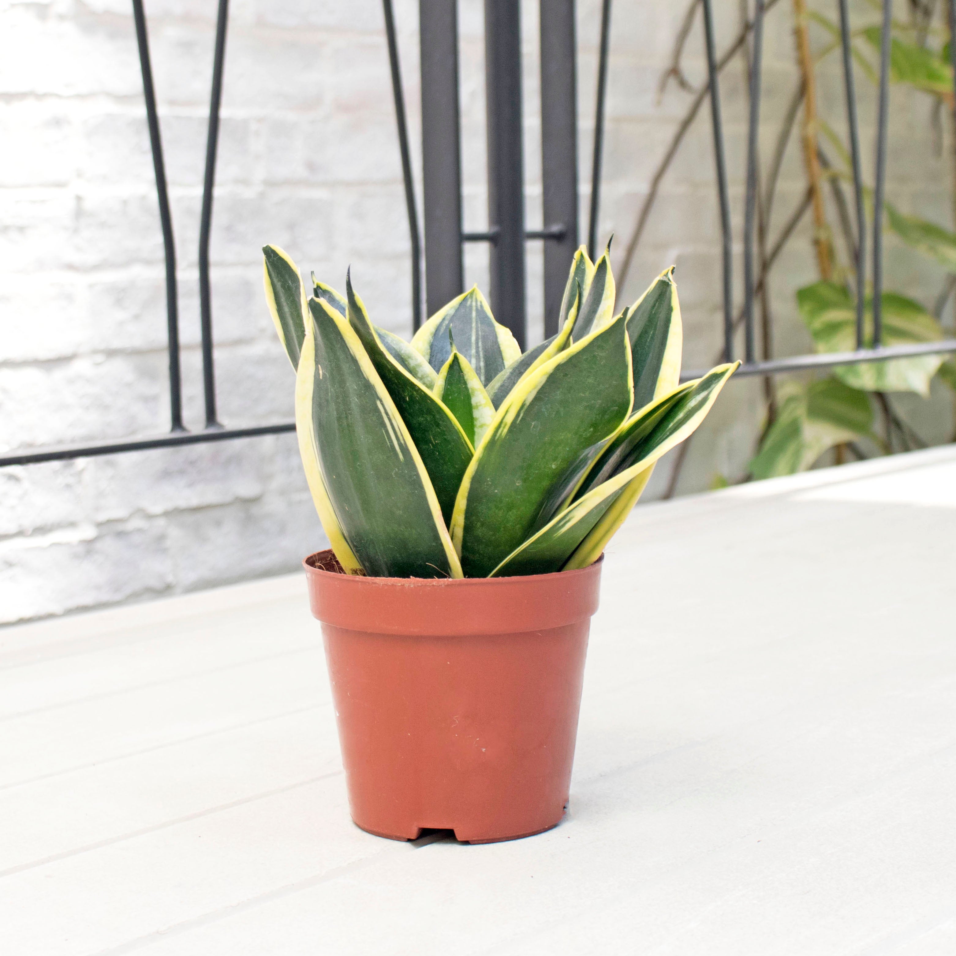 Sansevieria Trifasciata Golden Black (M) in Nursery Grow Pot